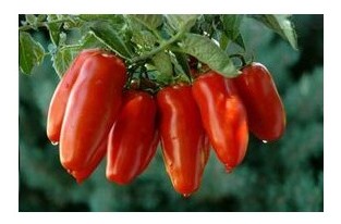 Pomodoro San Marzano Heinz