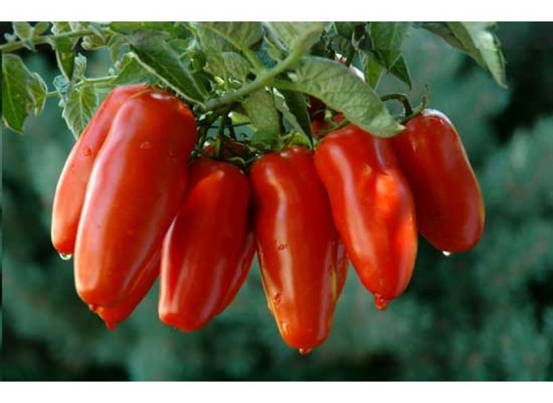 Pomodoro San Marzano Heinze