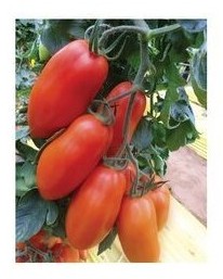 Pomodoro thunder