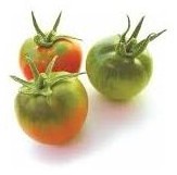 Pomodoro tipo pachino Reginella