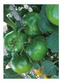 Pomodoro tondo Tynton
