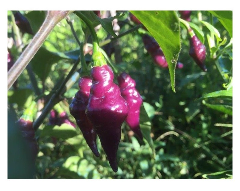 psypepper
