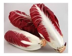 radicchio di treviso precoce