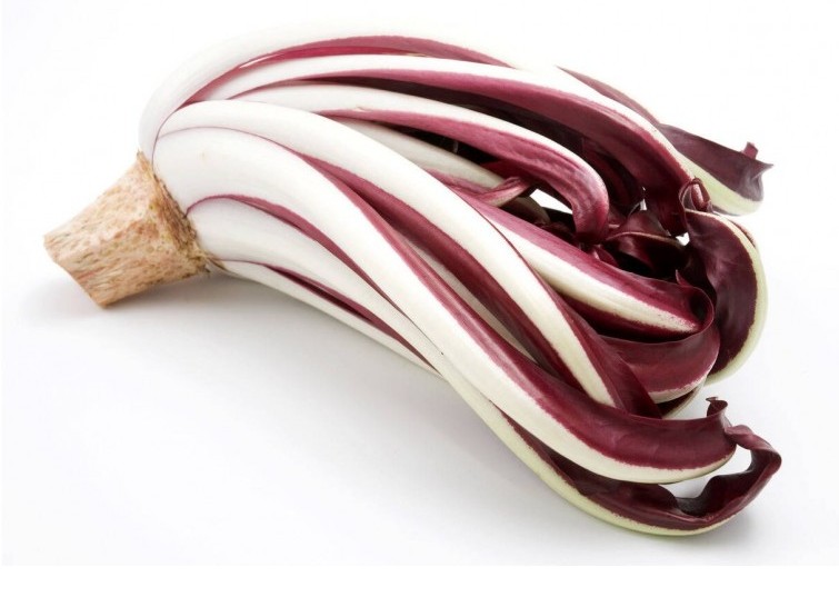 radicchio di treviso tardivo
