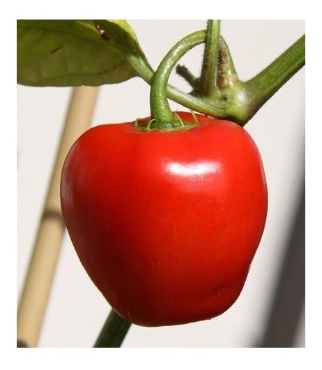 rocoto red