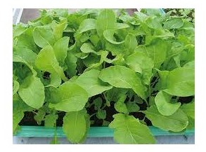 rucola coltivata