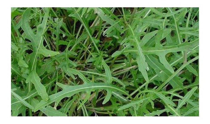 rucola selvatica
