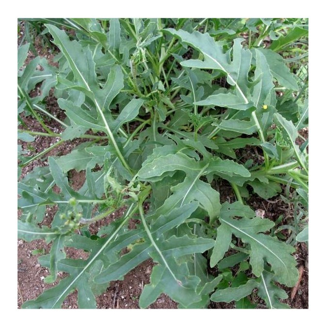 Rucola