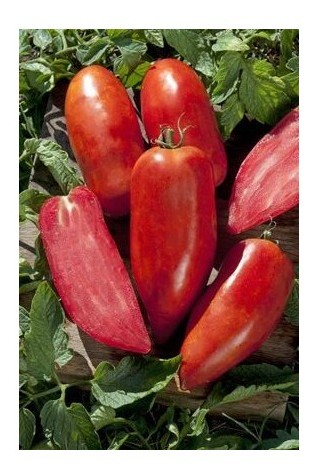 San Marzano corno