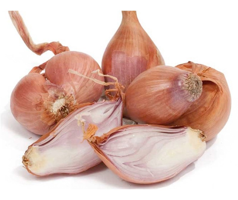 scalogno
