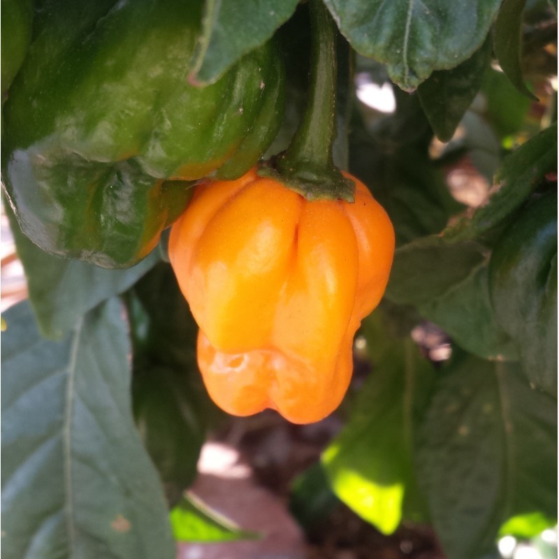 scotch bonnet gelb