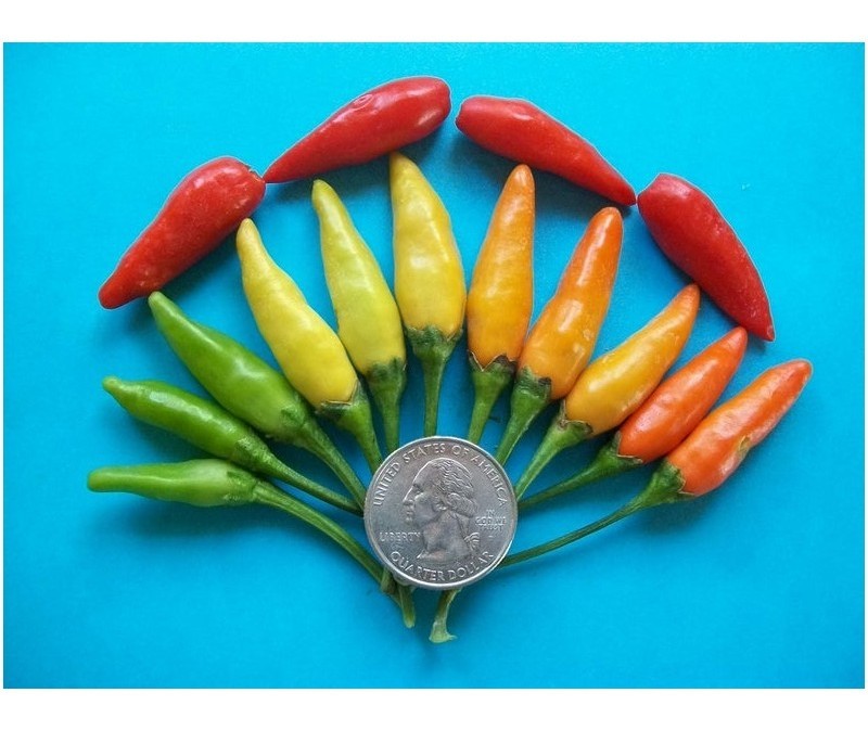 tabasco