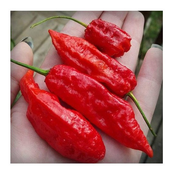testa rossa drax