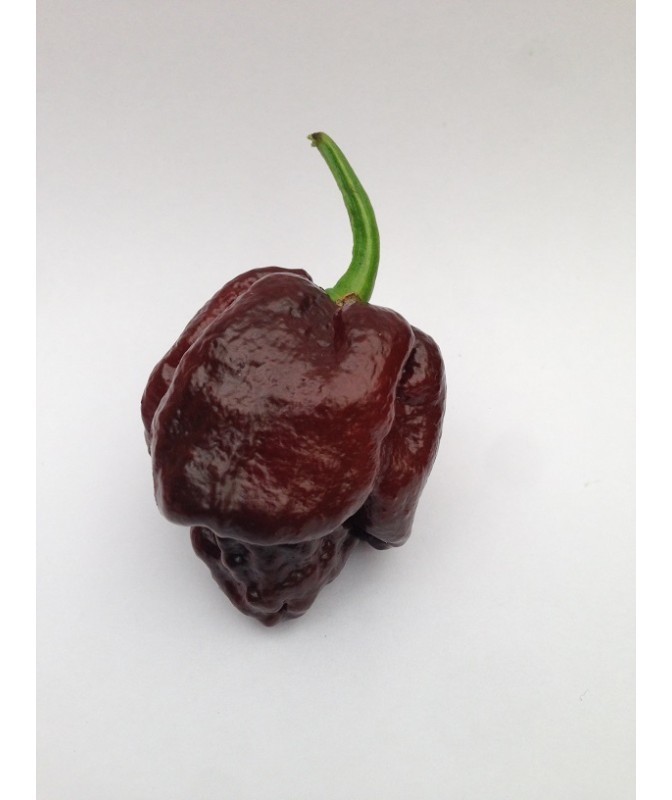 trinidad moruga scorpion chocolate