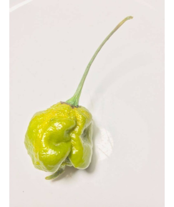 trinidad moruga scorpion green