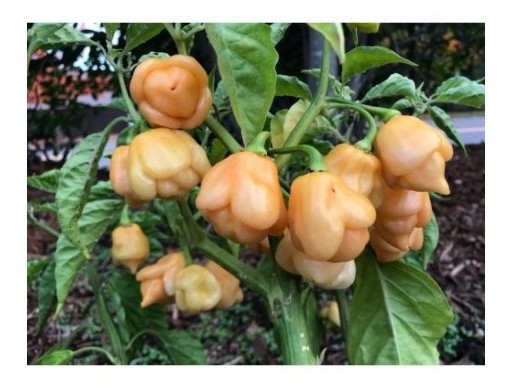 trinidad moruga scorpion peach