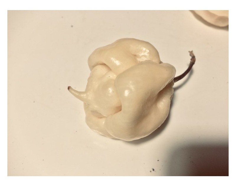 trinidad moruga scorpion white