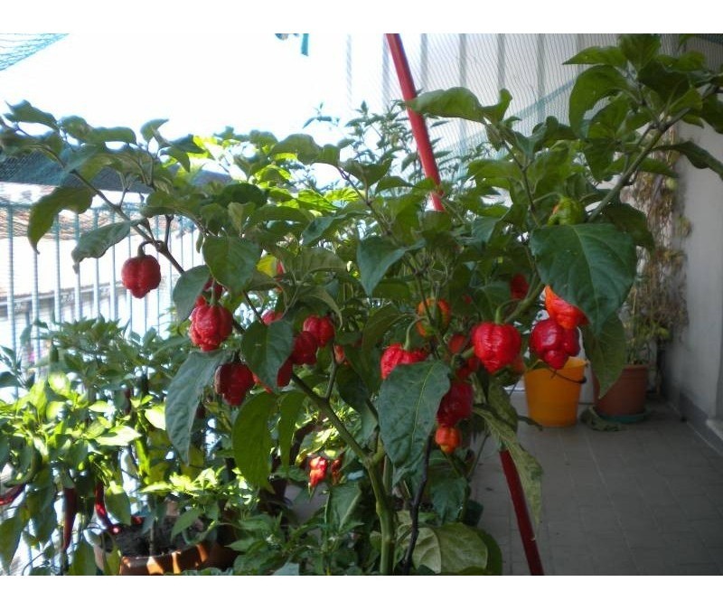 Trinidad Moruga Scorpion