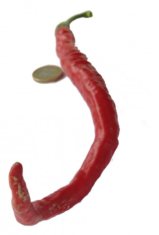 turco lungo