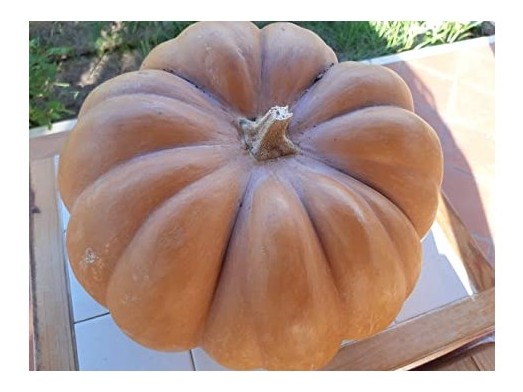 zucca gialla moscata di provenza