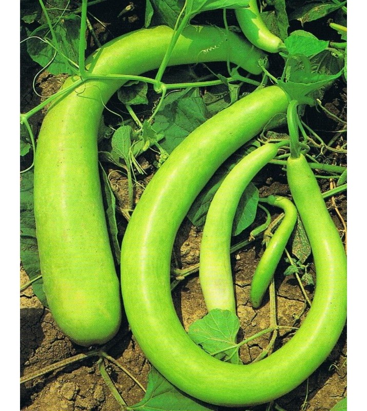 zucca lunga da pergola