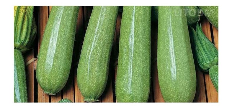 Zucchino chiaro Kos