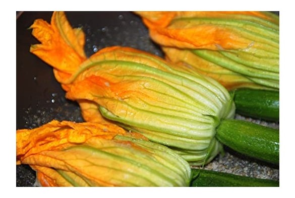Zucchino da fiore