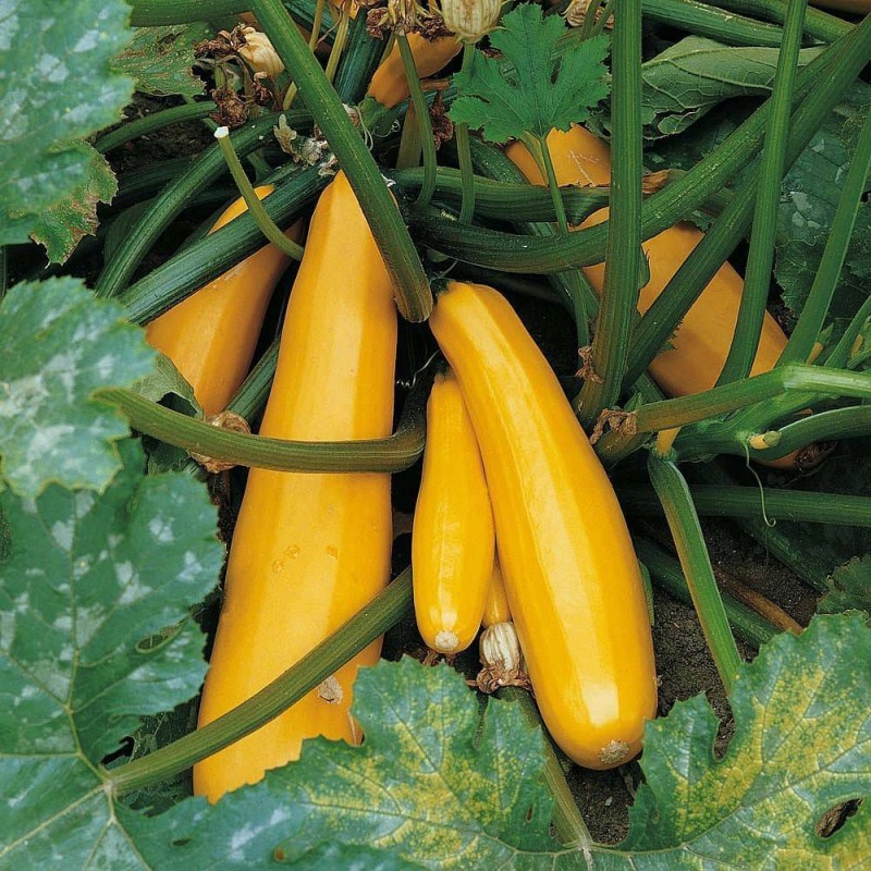 Zucchino giallo Parador