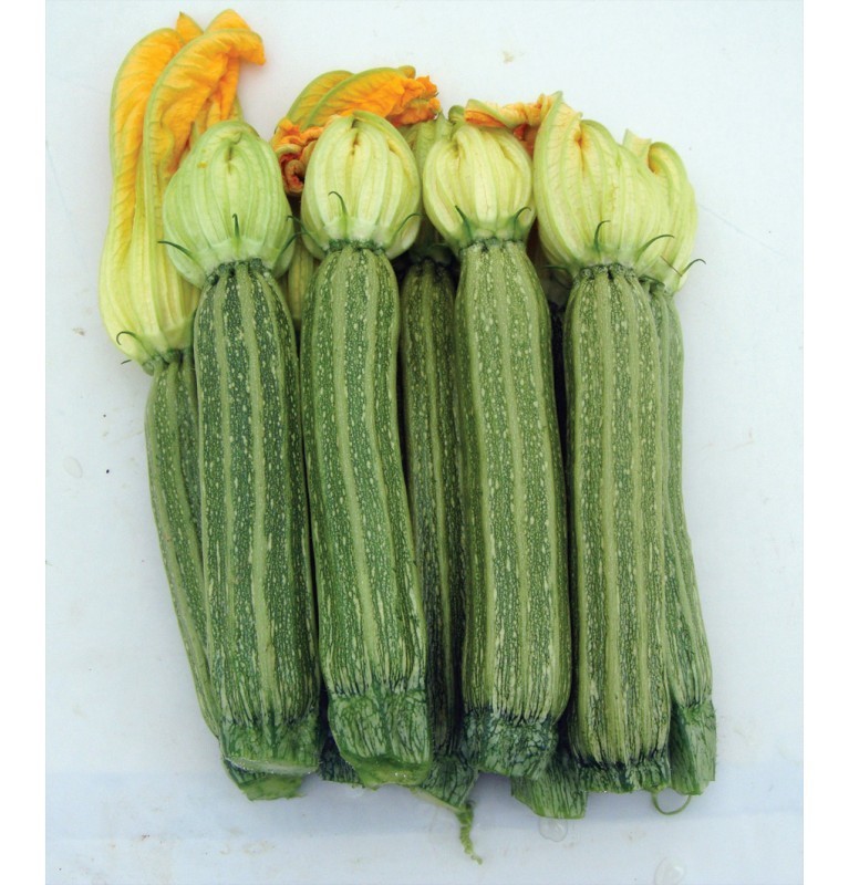 Zucchino romano Nettuno