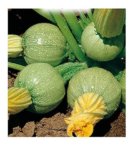 Zucchino tondo di Nizza