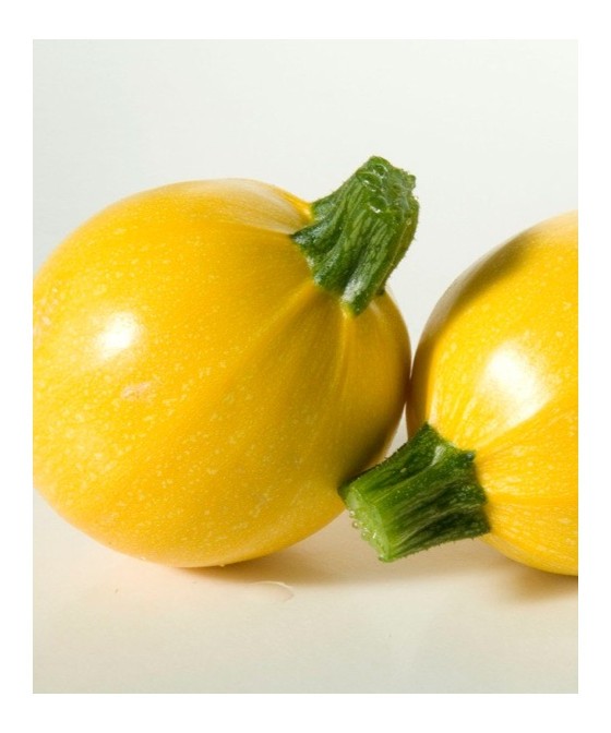 Zucchino tondo giallo Floridor