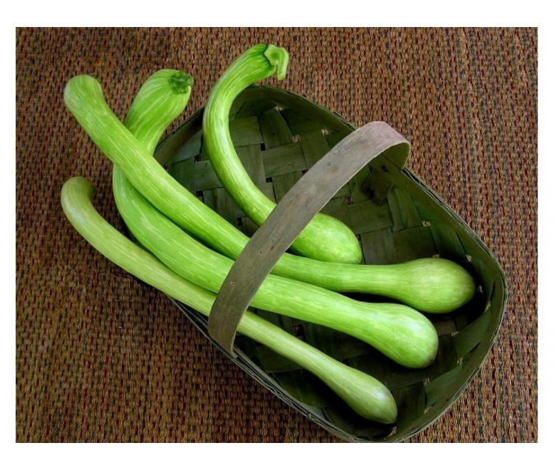 Zucchino trombetta dAlbenga